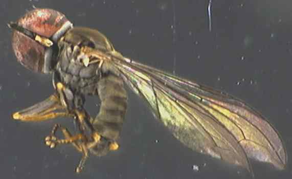 Eudorylas subfascipes